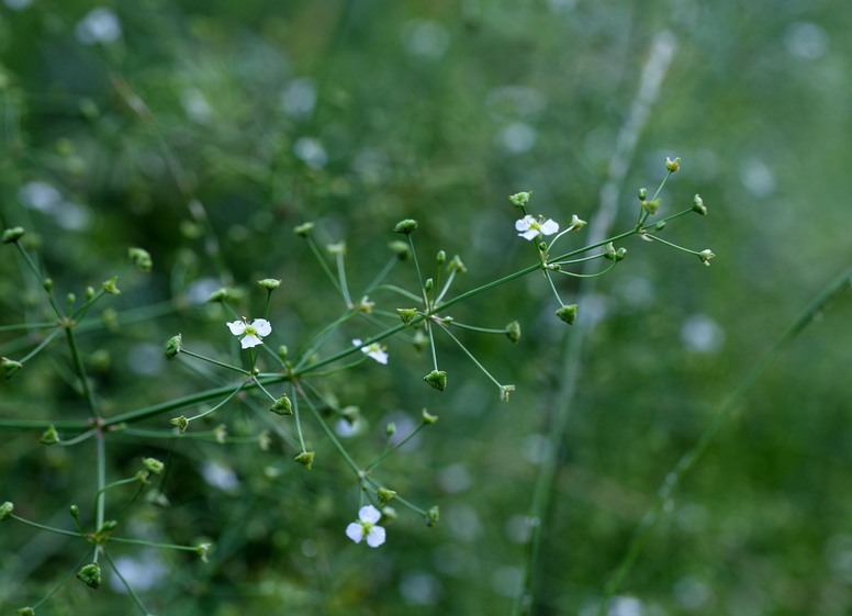 Żabieniec