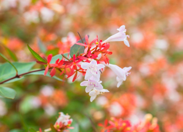Abelia