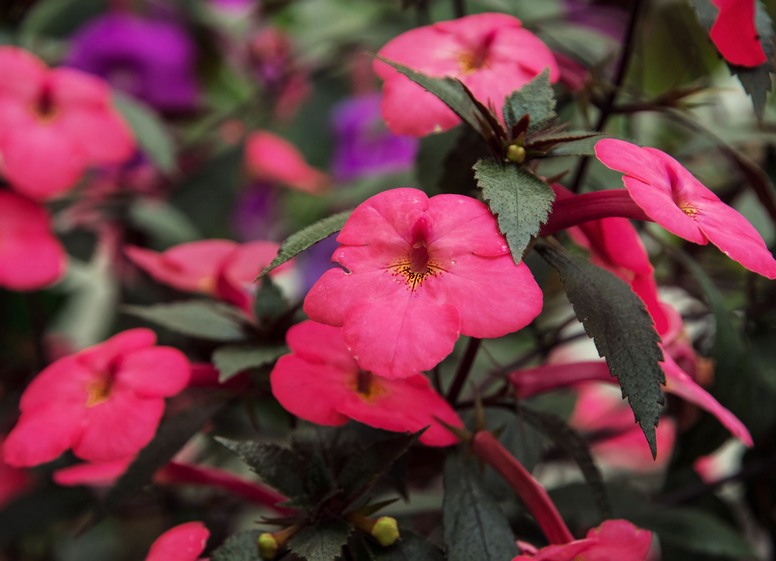 Achimenes Achimenes