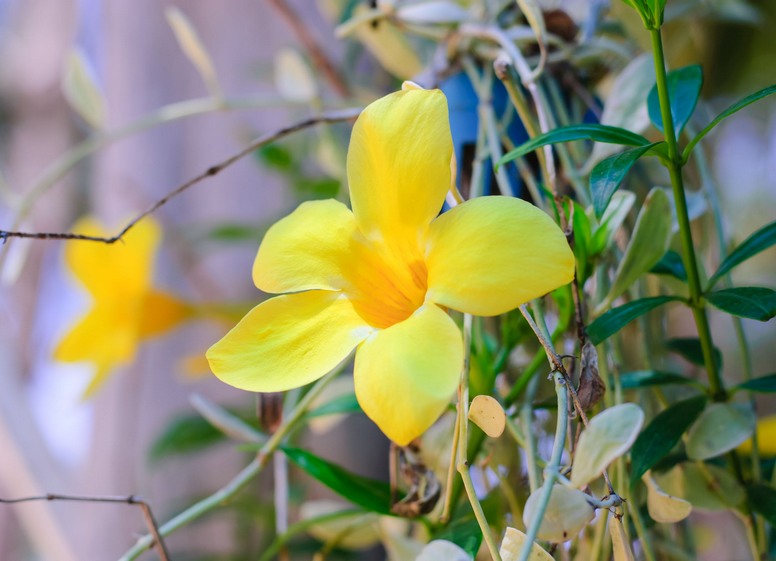 Alamanda pnąca