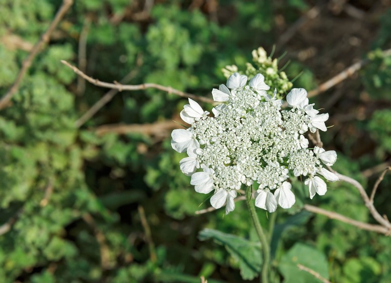 Biedrzeniec anyż