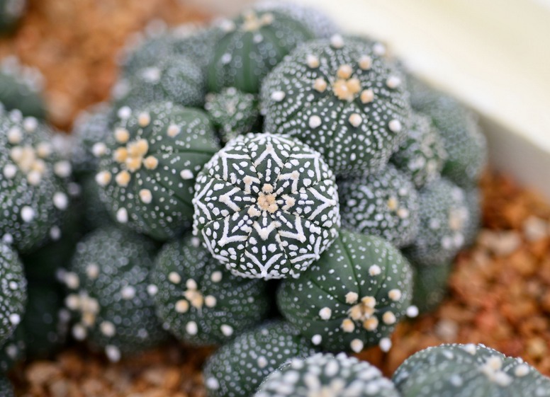 Astrofytum