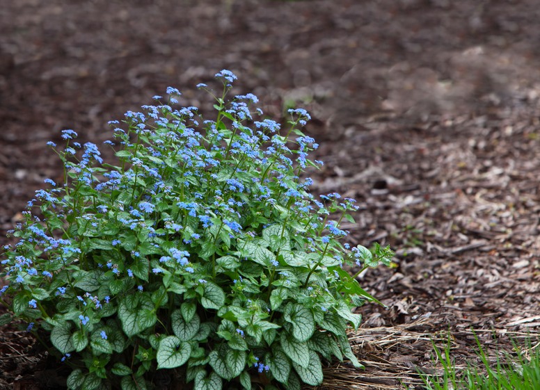Brunnera wielkolista