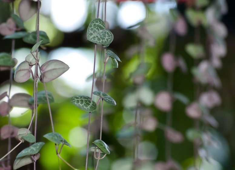 Ceropegia