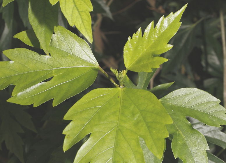 Cissus