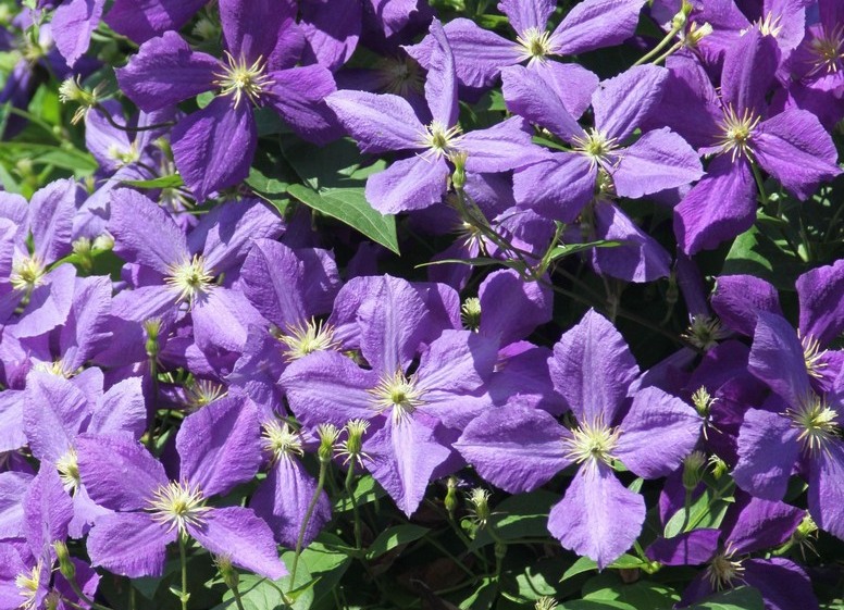Clematis