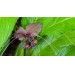 Krąpiel Chantriera – nietypowa roślina doniczkowa