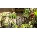 Rośliny balkonowe - na co się zdecydować?
