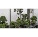 Rośliny do bonsai