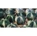 Kaktus potocznie nazywany czapką biskupa – charakterystyka