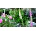 Kwiaty w ogrodzie – od czego zacząć planowanie rabaty 