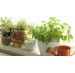 Rośliny na parapecie – jak stworzyć mini ogródek w mieszkaniu bez balkonu?