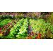 Tworzymy prosty warzywnik – poradnik początkującego ogrodnika