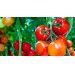 Uprawa pomidorów – kiedy sadzić pomidory i jak robić to w prawidłowy sposób?