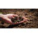 Zasolenie gleby – z czym to się wiąże i jak z nim walczyć?