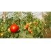 Jakie są najczęstsze choroby pomidorów?