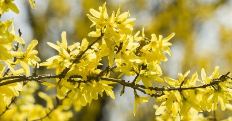 Forsycja Jeden Z Najpiękniejszych Krzewów Inspiracje I Porady