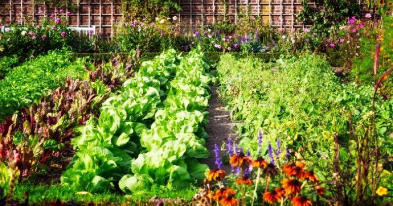Tworzymy prosty warzywnik – poradnik początkującego ogrodnika - Inspiracje  i porady