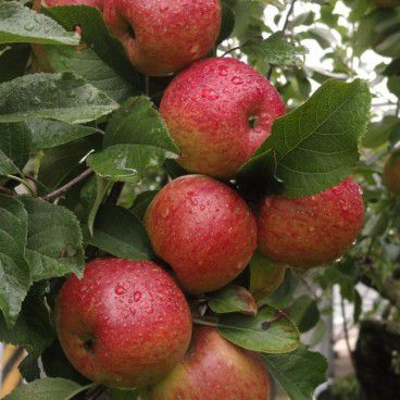 Jabłonie w odmianach