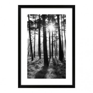 Obraz Las czarno-biały 60 x 90 cm 