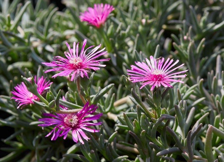 Delosperma