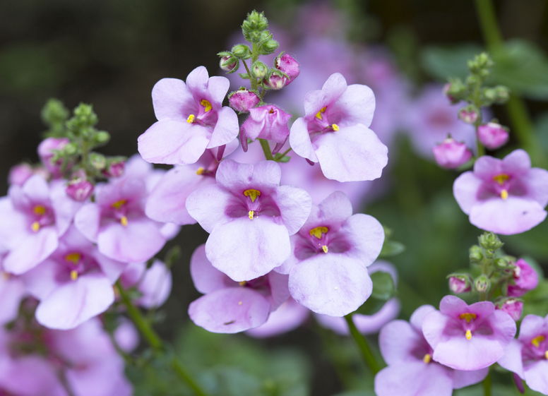 Diascia