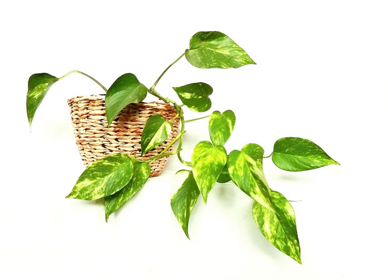 Epipremnum