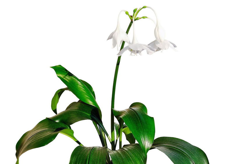 Eucharis