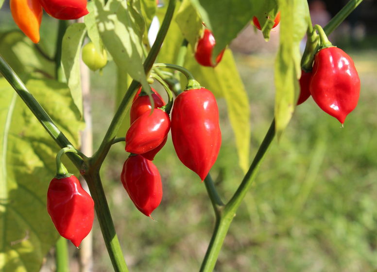 Habanero