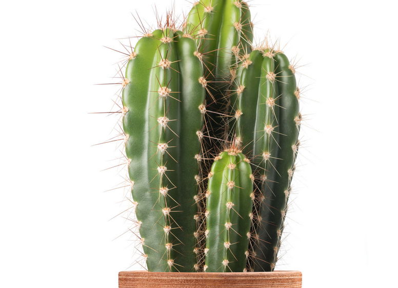 Kaktus