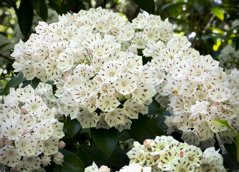Kalmia