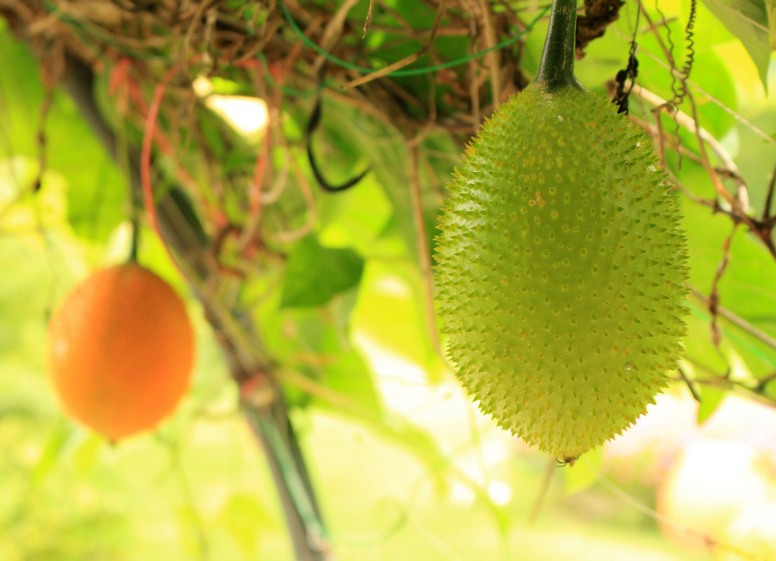 Kiwano