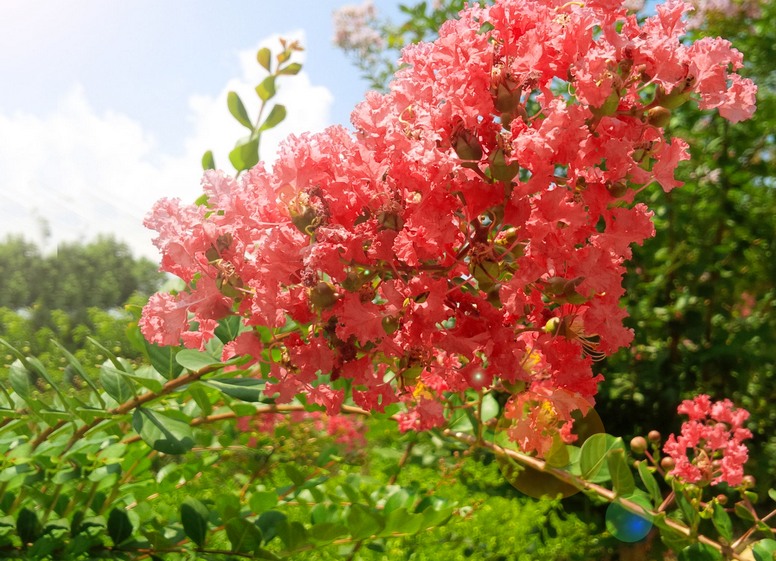 Lagerstremia