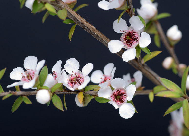 Leptospermum