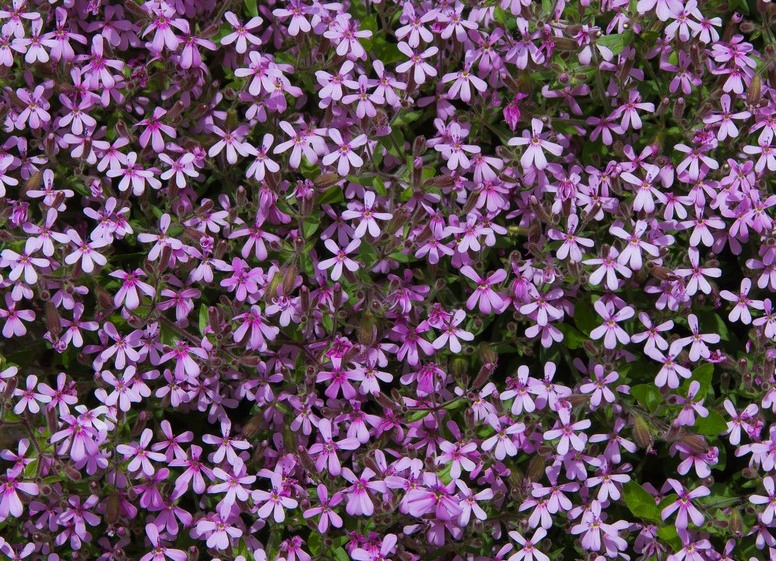 Mydlnica bazyliowata