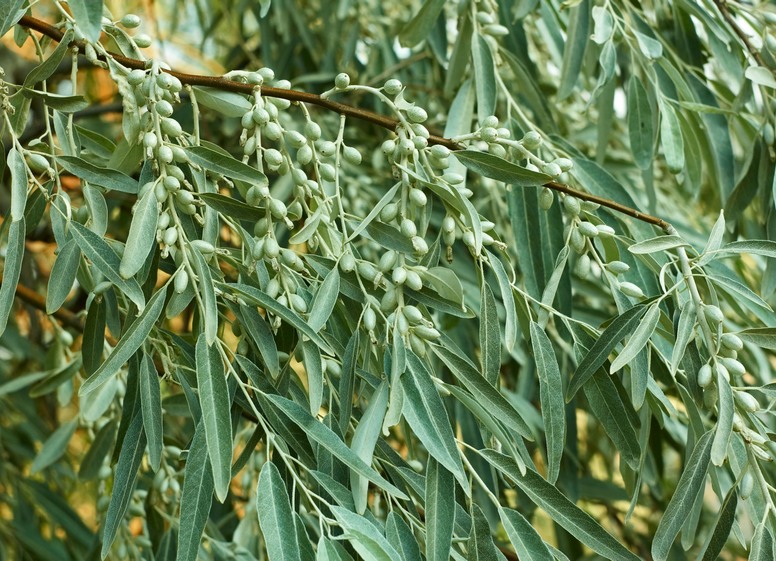 Oliwnik