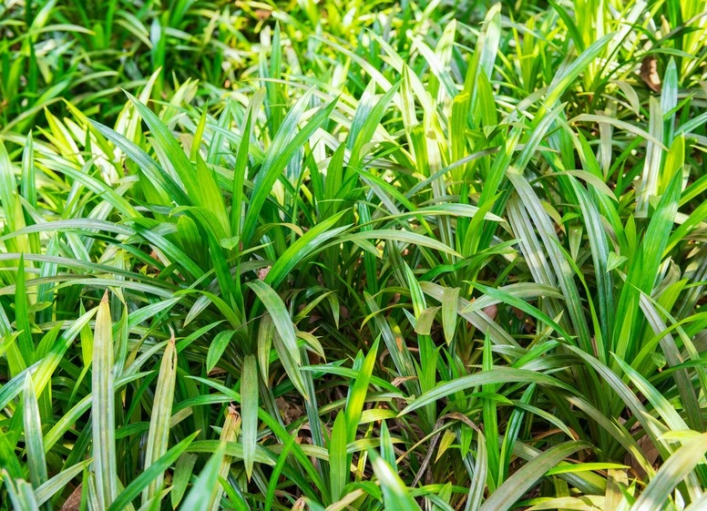 Pandan