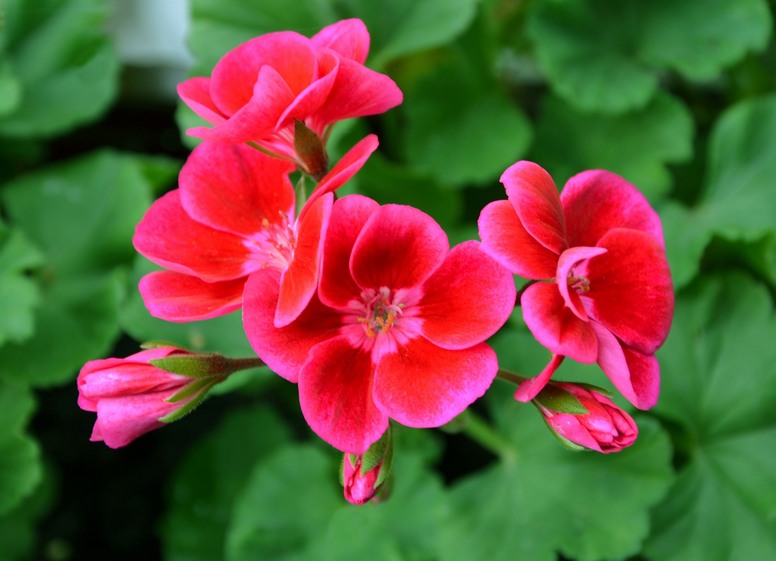 Pelargonia