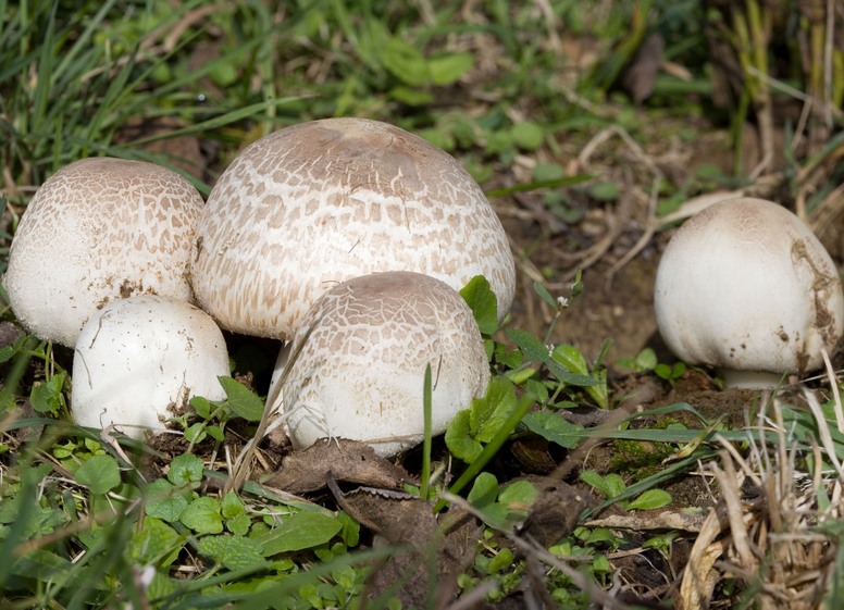 Pieczarka