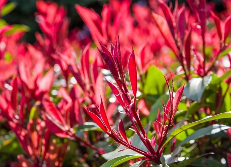 Pieris