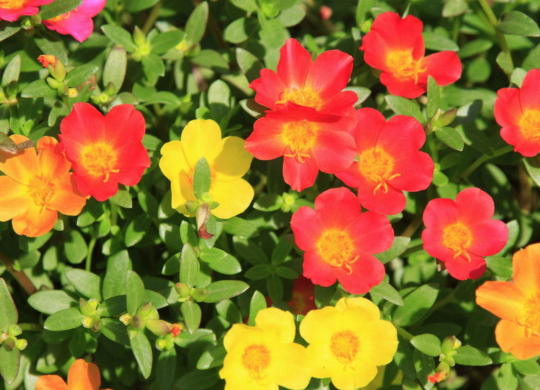 Portulaka