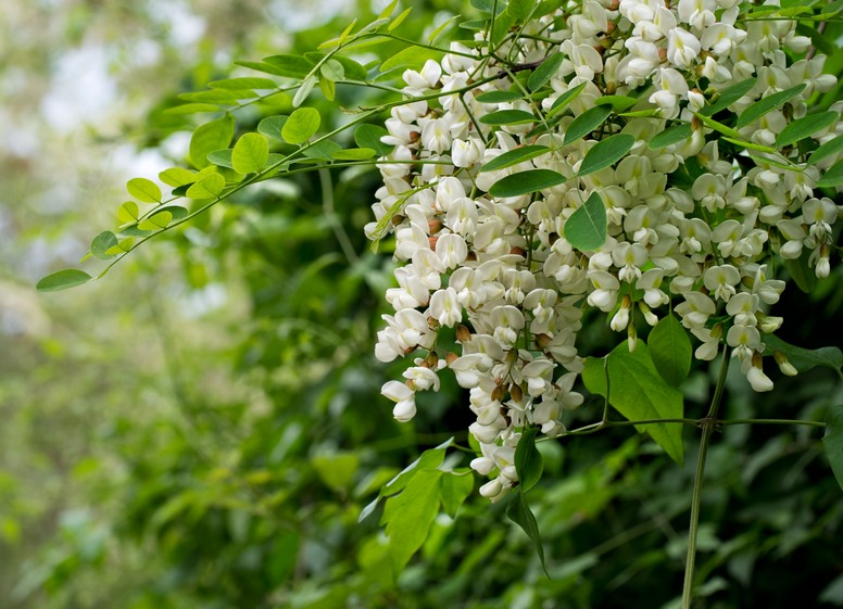 Robinia