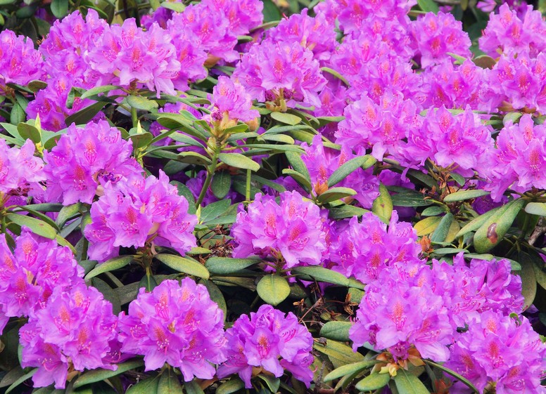 Rododendron