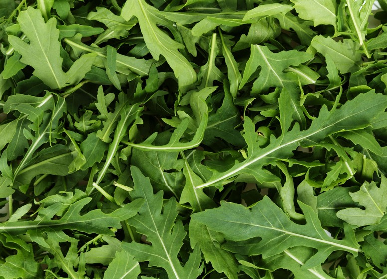 Rukola