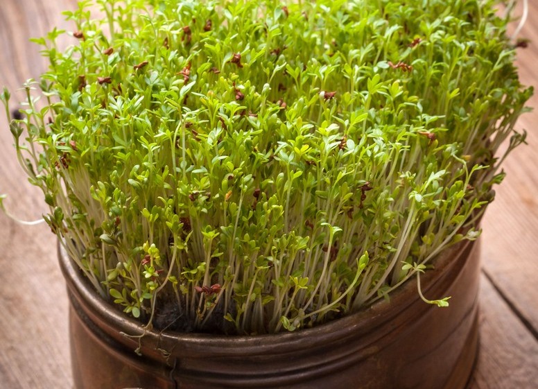 Rzeżucha Lepidium sativum