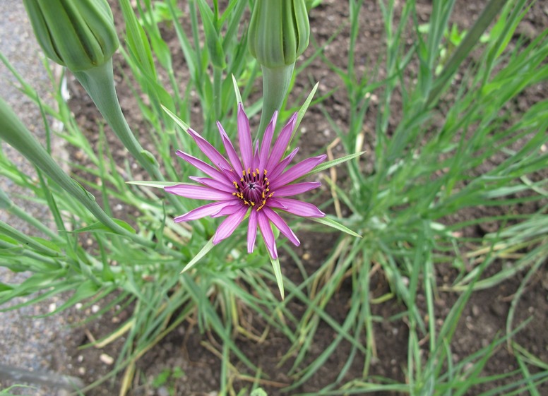 Salsefia