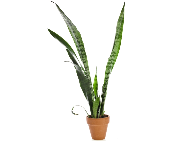 Sansewieria