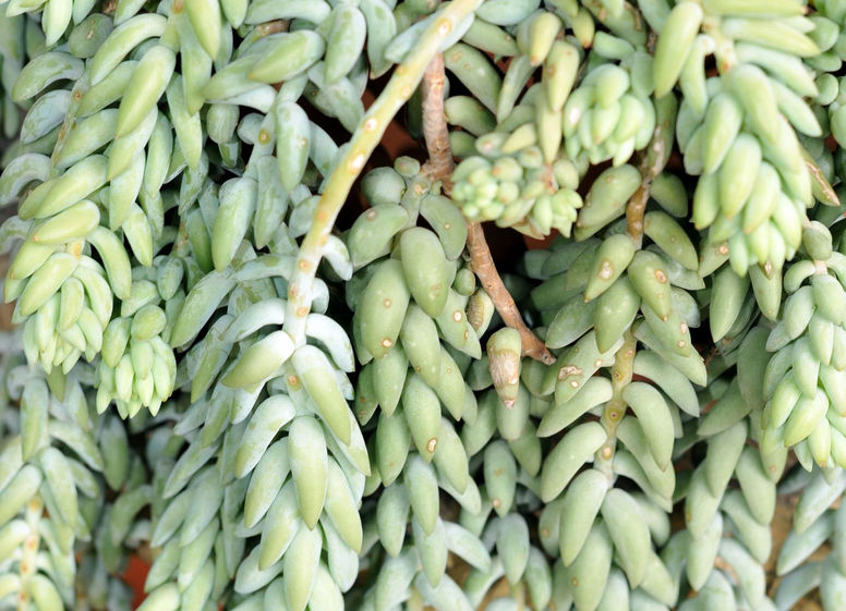 Sedum burrito