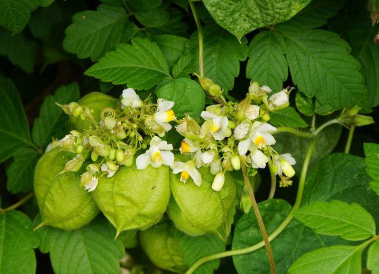 Serconasiennica