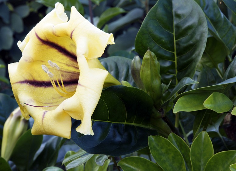 Solandra wielka